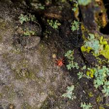 Attēlu rezultāti vaicājumam “Acari”