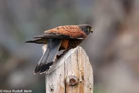 Attēlu rezultāti vaicājumam “Falco tinnunculus”