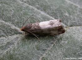 Attēlu rezultāti vaicājumam “Notocelia cynosbatella”