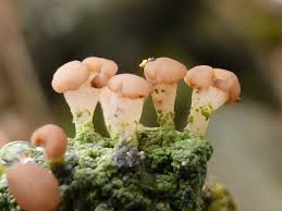 Attēlu rezultāti vaicājumam “Baeomyces rufus”