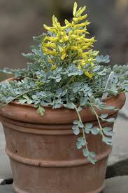 Attēlu rezultāti vaicājumam “Corydalis”