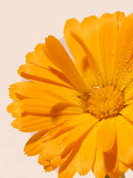 Attēlu rezultāti vaicājumam “Calendula officinalis flower”