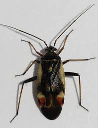 Attēlu rezultāti vaicājumam “Polymerus palustris”