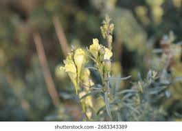 Attēlu rezultāti vaicājumam “Linaria vulgaris bud”