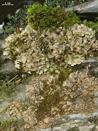 Attēlu rezultāti vaicājumam “Dermatocarpon luridum”