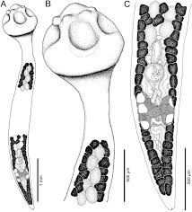 Image result for Ictiobus niger