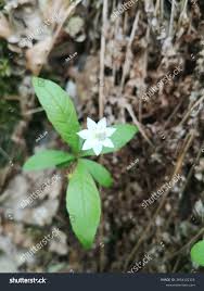 Attēlu rezultāti vaicājumam “Trientalis europaea leaf”