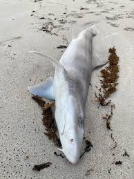 Image result for Furgaleus macki