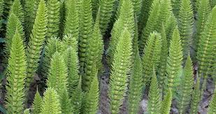 Attēlu rezultāti vaicājumam “Equisetum telmateia”