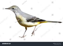 Attēlu rezultāti vaicājumam “Motacilla cinerea”