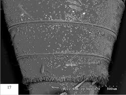 Attēlu rezultāti vaicājumam “Jalla dumosa imago”