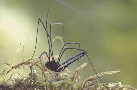 Attēlu rezultāti vaicājumam “Opiliones”
