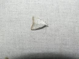 Attēlu rezultāti vaicājumam “Nola aerugula”