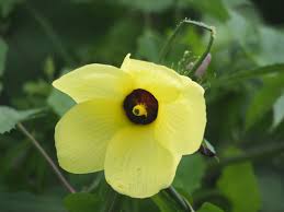 Image result for Abelmoschus moschatus