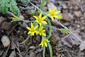 Attēlu rezultāti vaicājumam “Gagea lutea leaf”