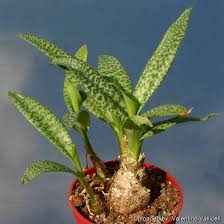 Attēlu rezultāti vaicājumam “Kurzia pauciflora”