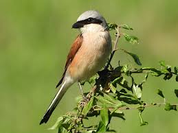 Attēlu rezultāti vaicājumam “Lanius collurio male”