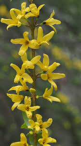 Attēlu rezultāti vaicājumam “Forsythia viridissima flower”