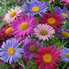 Image result for Aster