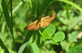 Attēlu rezultāti vaicājumam “Scopula immorata”