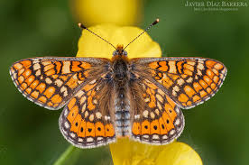 Attēlu rezultāti vaicājumam “Euphydrias aurinia”