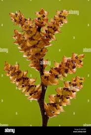 Attēlu rezultāti vaicājumam “Myrica gale male flower”