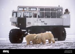 Image result for tundra buggy