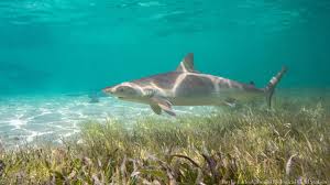 Image result for Carcharhinus acronotus