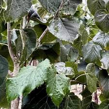 Attēlu rezultāti vaicājumam “Tilia americana”