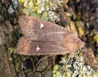 Attēlu rezultāti vaicājumam “Eupsilia transversa”