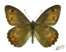 Attēlu rezultāti vaicājumam “Hipparchia semele underside”