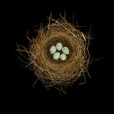 Attēlu rezultāti vaicājumam “nest”