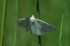 Attēlu rezultāti vaicājumam “Siona lineata”