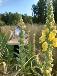 Image result for Königskerzen