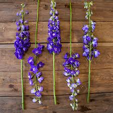 Attēlu rezultāti vaicājumam “Delphinium elatum  fruit”