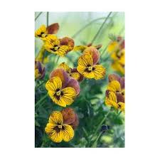 Attēlu rezultāti vaicājumam “Viola x williamsii flower”