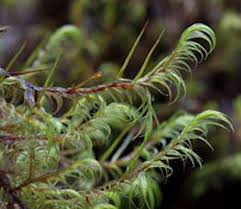 Attēlu rezultāti vaicājumam “Hygrohypnum luridum sporophyte”