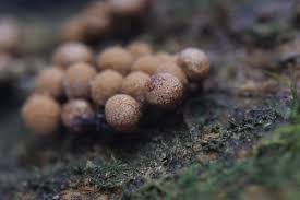 Attēlu rezultāti vaicājumam “Cribrariaceae”