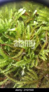 Attēlu rezultāti vaicājumam “Eurhynchiastrum pulchellum”