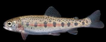 Image result for Oncorhynchus mykiss