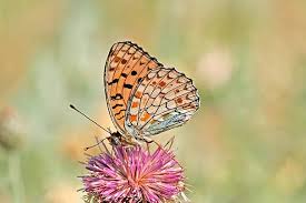Attēlu rezultāti vaicājumam “Argynnis adippe male”