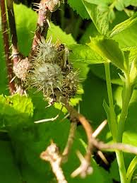 Attēlu rezultāti vaicājumam “Diplolepis bicolor”