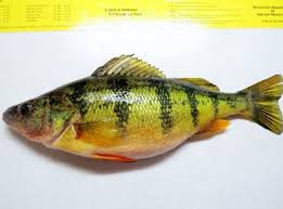 Image result for Perca flavescens