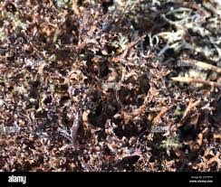 Attēlu rezultāti vaicājumam “Cetraria ericetorum”