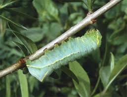Attēlu rezultāti vaicājumam “Amphipyra perflua”