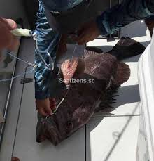 Image result for Hyporthodus quernus