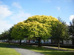 Attēlu rezultāti vaicājumam “Ulmus glabra flower”