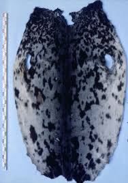 Image result for Cystophora cristata