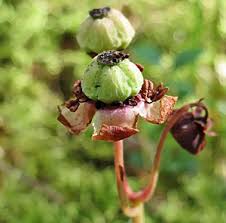 Attēlu rezultāti vaicājumam “Oenothera rubricauli bud”