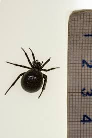 Attēlu rezultāti vaicājumam “Steatoda grossa”